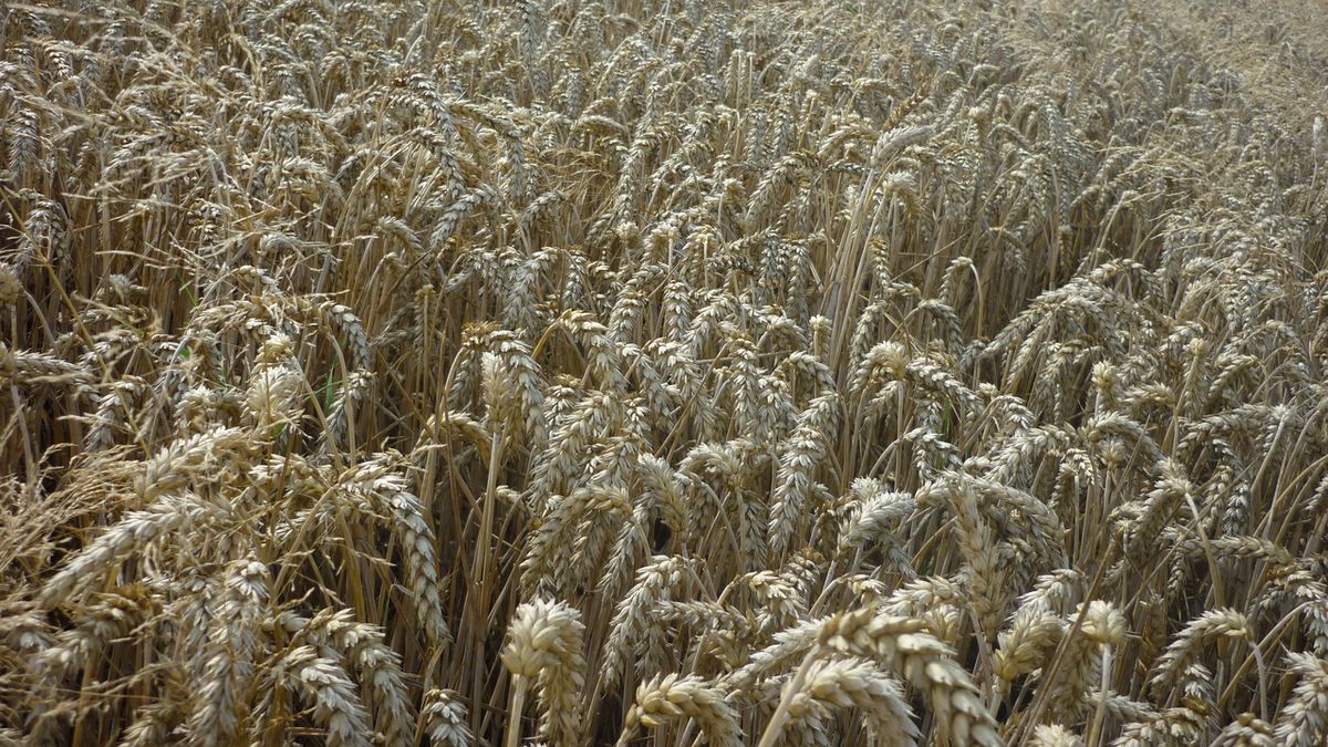 Indie zakázala vývoz pšenice